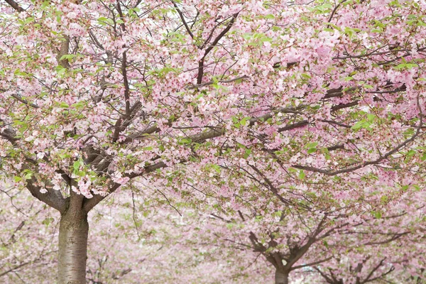 Pink blossom in spring — Stock Photo, Image
