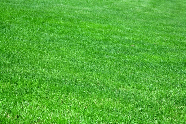 緑の草の背景 — ストック写真