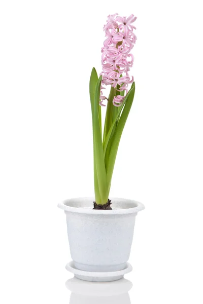 stock image Hyacinth flower in pot isolated