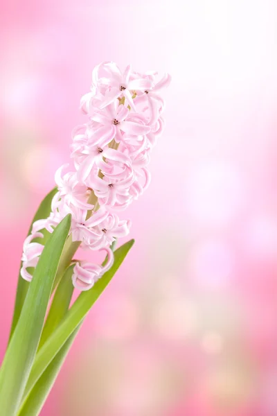 粉红色的风信子花 — 图库照片