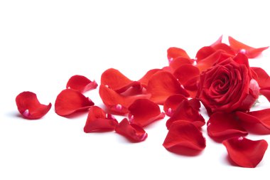 Red rose petals isolated clipart