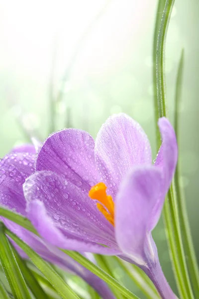 Crocus bloemen — Stockfoto