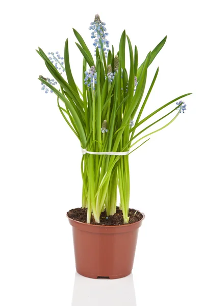 stock image Muscari flowers in pot isolated