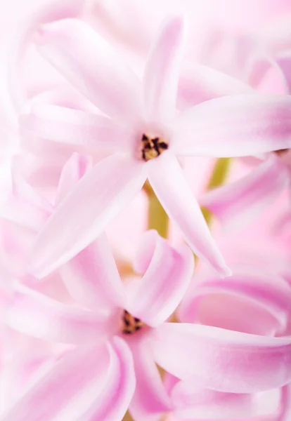 ピンクのヒアシンスの花 — ストック写真