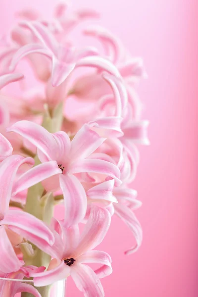Hyacint bloem — Stockfoto