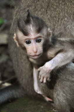 maymun bebek (macaca fascicularis). Bali, Endonezya.