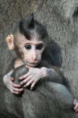 maymun bebek (macaca fascicularis). Bali, Endonezya.