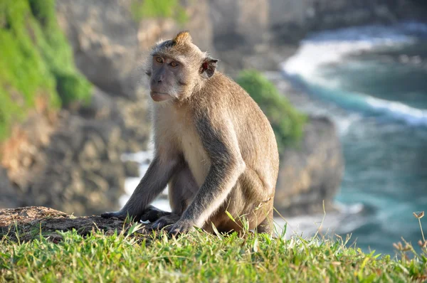 Der Affe auf einem Hintergrund aus Felsen — Stockfoto