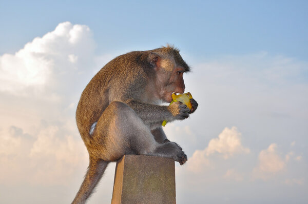 The monkey eats a mango