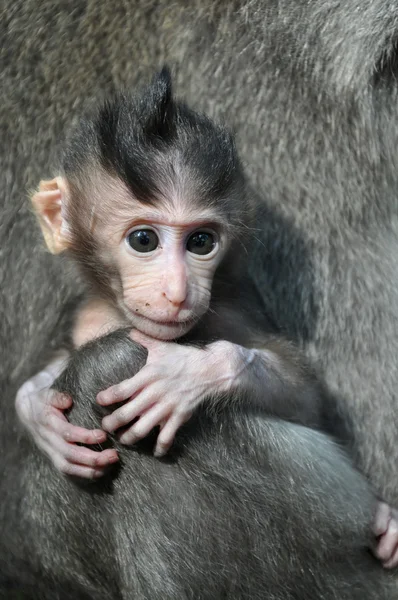 Мавпа дитини (macaca fascicularis). Балі, Індонезія. Ліцензійні Стокові Зображення