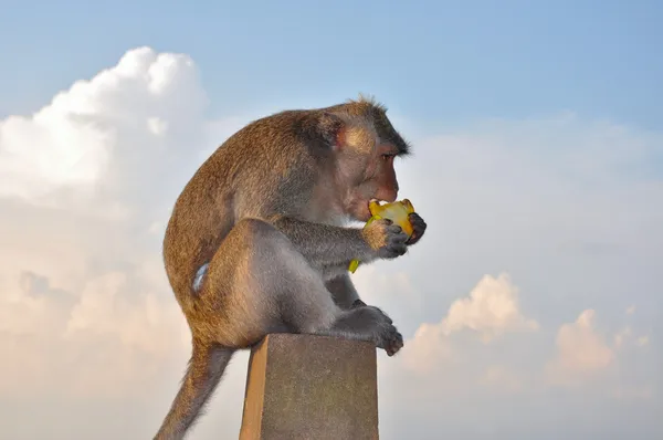 Der Affe isst eine Mango lizenzfreie Stockbilder