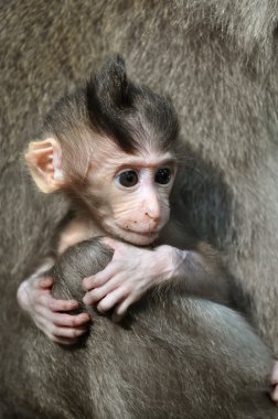 Monkey baby (Macaca fascicularis). Bali, Indonesia. clipart