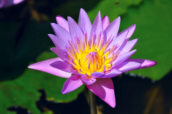 Μπλε lotus ή nymphaea caerulea Εικόνα Αρχείου