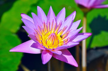 Mavi lotus veya nymphaea caerulea. Tayland phuket