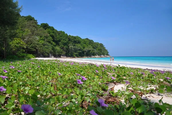 Paradiesstrand Auf Der Insel Chai Ähnliche Inseln Thailand Stockbild