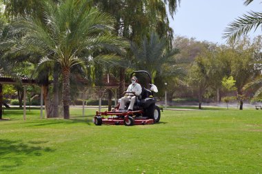 Worker on a riding lawn mower cutting the grass. Zoo in Al Ain. UAE clipart