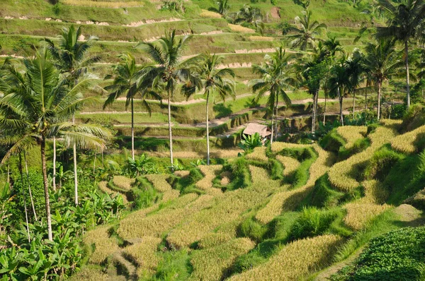 Zelené rýžové terasy v bali, Indonésie — Stock fotografie