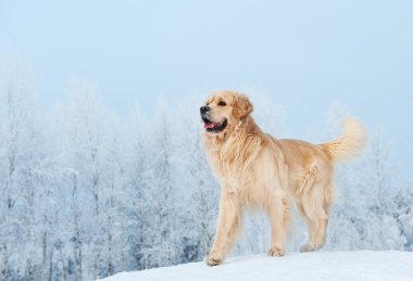 Golden retriever playing in the snow clipart