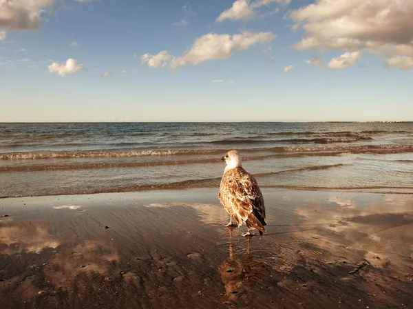 Mewa na plaży — Zdjęcie stockowe