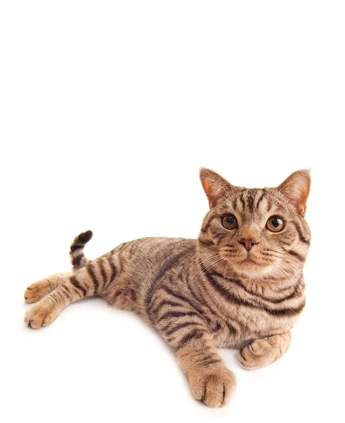 Релаксация котенка — стоковое фото