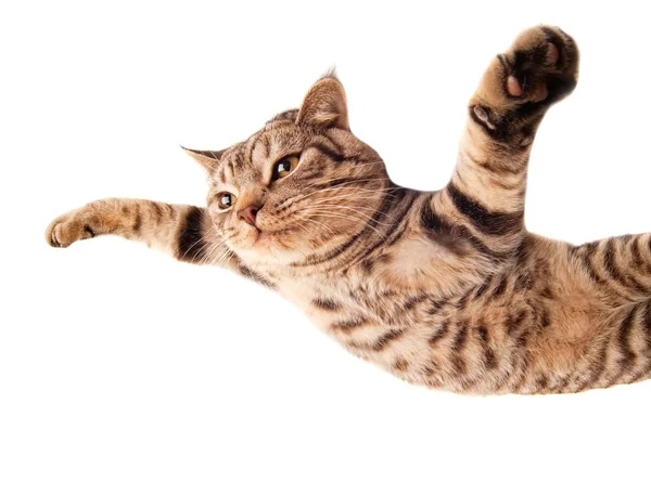 Vliegende grappige kitten — Stockfoto