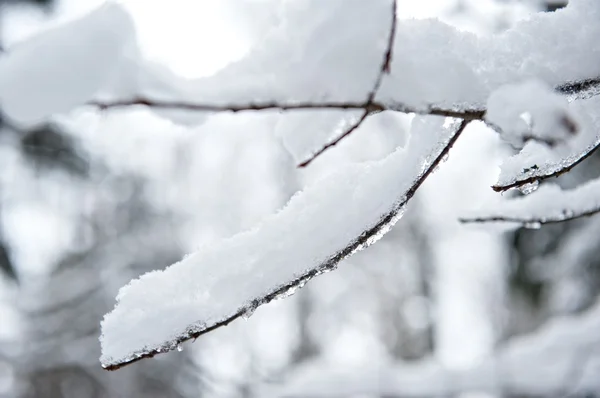 Rama nevada —  Fotos de Stock
