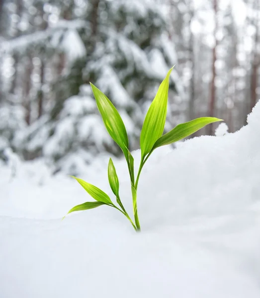 Schöne grüne Pflanze im Winterwald — Stockfoto