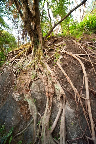 Древний корень — стоковое фото