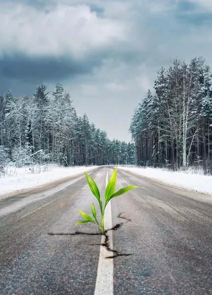 Grön växt växer genom vägen i vinter skog — Stockfoto