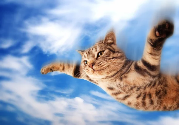 Volare gattino divertente — Foto Stock