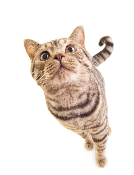 Dolce gattino divertente — Foto Stock