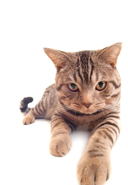 웃 긴 고양이 — 스톡 사진
