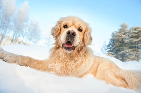 Härlig golden retriever leker i snön — Stockfoto