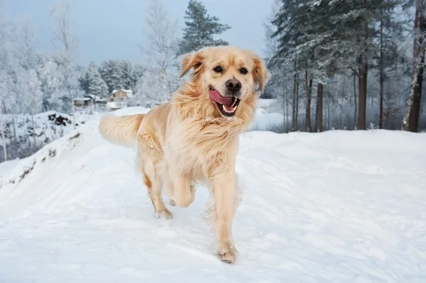 Золотой ретривер, бегущий по снегу — стоковое фото