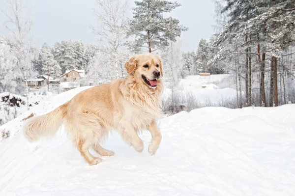 Золотой ретривер, бегущий по снегу — стоковое фото