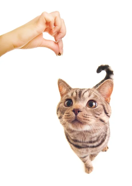Słodki zabawny kotek z prośbą o posiłek — Zdjęcie stockowe