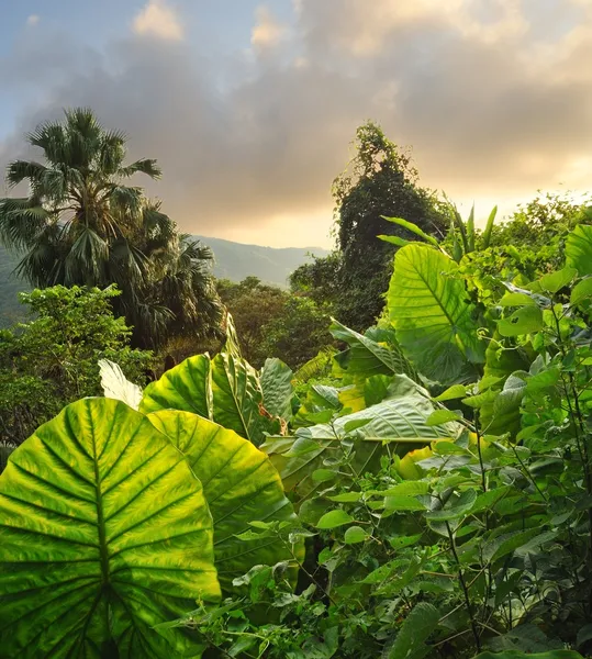 Immagine di uno sfondo tropicale — Foto Stock