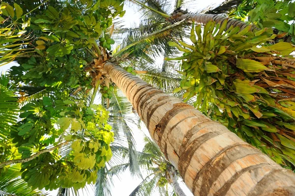 Tropical palm tee — Stockfoto