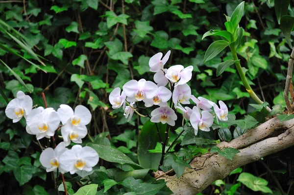 Orchid flowers in the garden — Stock Photo, Image