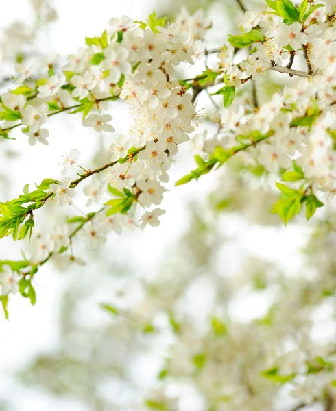 Bellissimi fiori di albero primaverile — Foto Stock