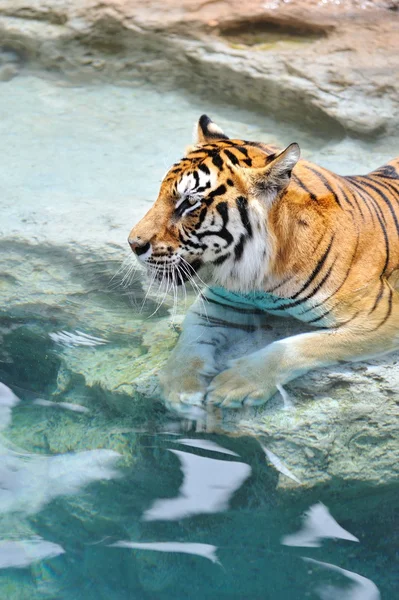 Immagine di una tigre del bengala vicino all'acqua — Foto Stock