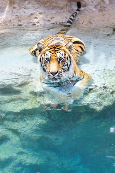Imagem de um tigre de bengala perto da água — Fotografia de Stock