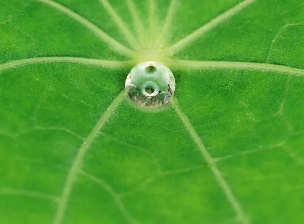 Зеленый лист текстуры с капли воды на нем — стоковое фото