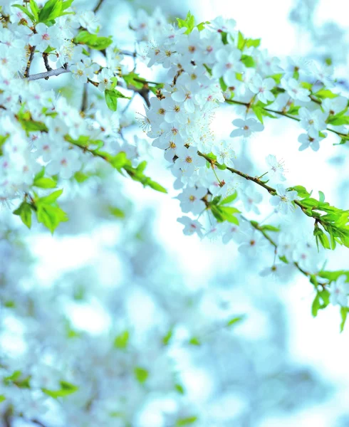 Piękne wiosenne kwiaty drzewo — Zdjęcie stockowe