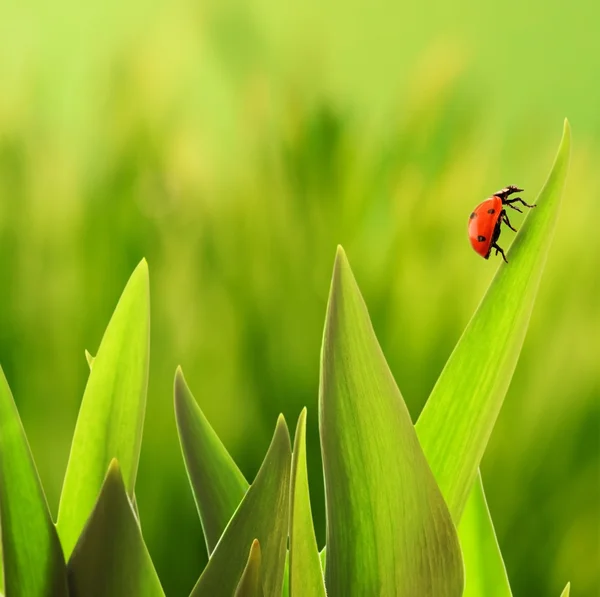 Ladybug zittend op een groen gras . — Stockfoto