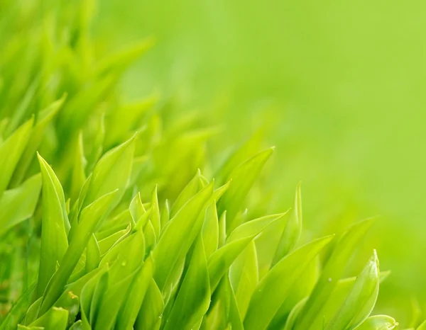 Świeża zielona trawa — Zdjęcie stockowe