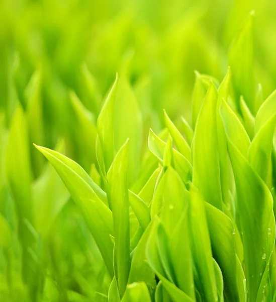 Frisches grünes Gras Stockfoto