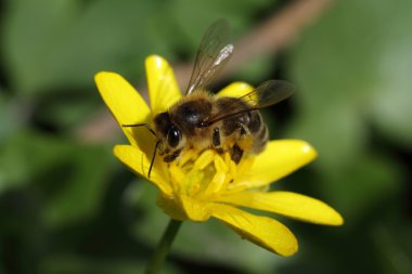 Worker bee over yellow flower clipart