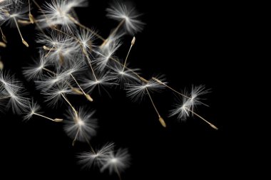 Seeds of dandelion clipart