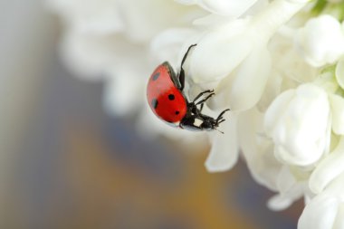 Ladybird on lilac clipart